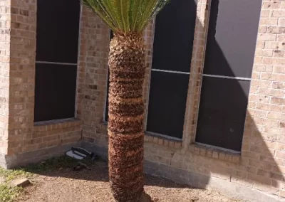 Backyard Landscaping