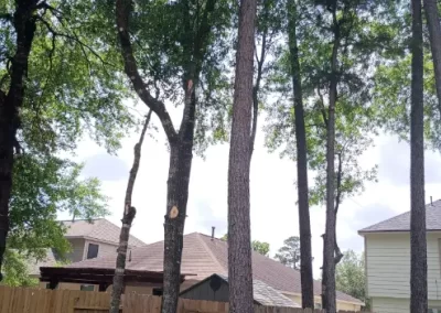 Tree Services