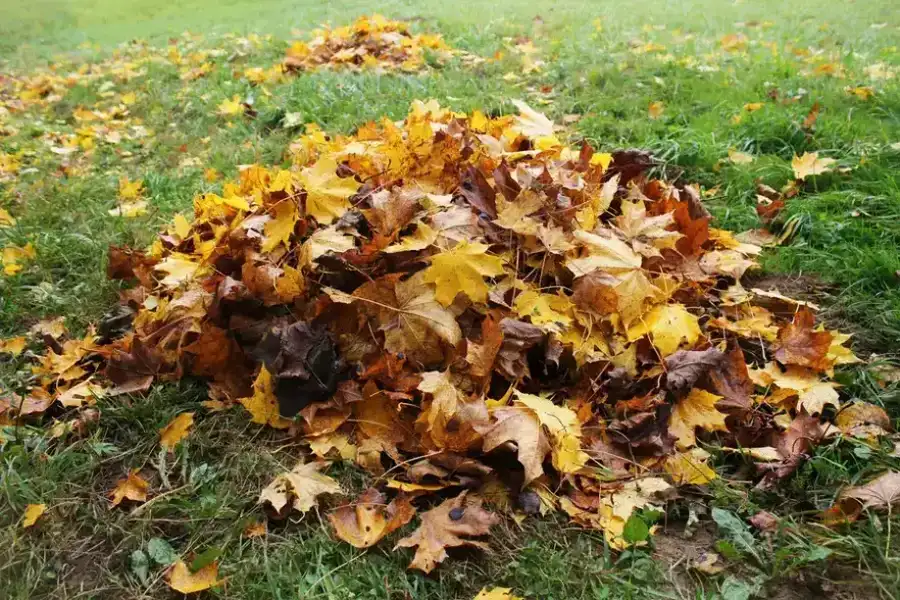 Challenges Of Leaf Removal On Sloped Properties Conroe, TX Challenges Of Leaf Removal On Sloped Properties Conroe, TX