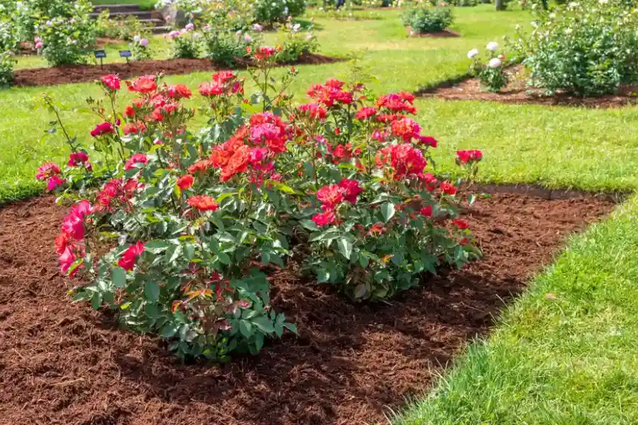 Choosing The Right Type Of Mulch For Your Landscaping Needs in Conroe, TX Choosing The Right Type Of Mulch For Your Landscaping Needs in Conroe, TX