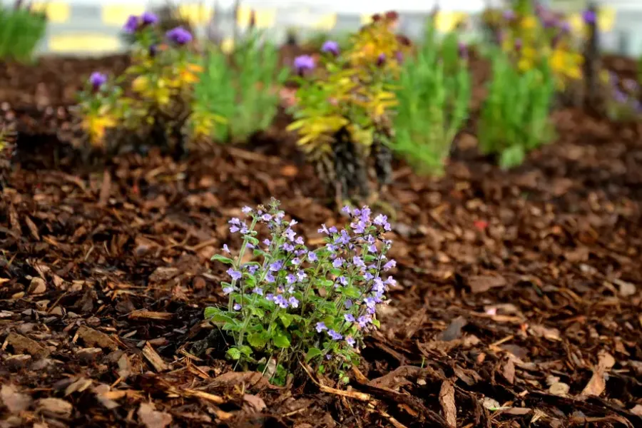How Mulching Can Improve Your Landscapes Aesthetic Appeal Conroe, TX How Mulching Can Improve Your Landscapes Aesthetic Appeal Conroe, TX
