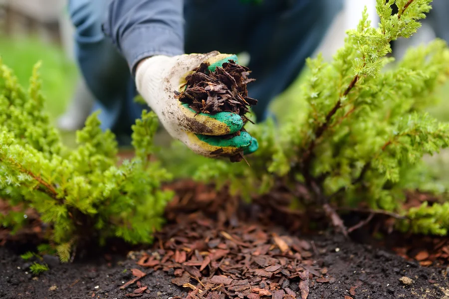 How Mulching Can Improve Your Landscapes Aesthetic Appeal in Conroe, TX How Mulching Can Improve Your Landscapes Aesthetic Appeal in Conroe, TX