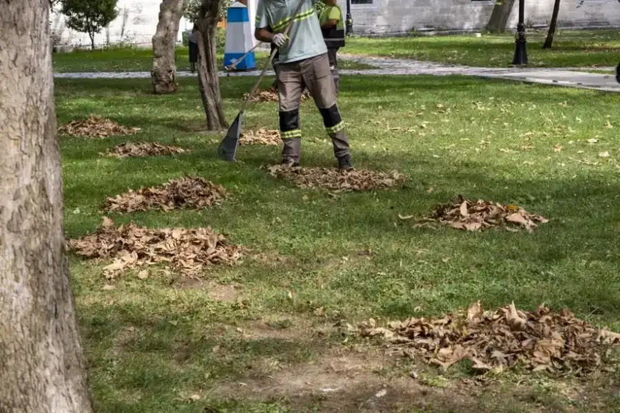 Superior Leaf Removal Conroe, TX Superior Leaf Removal Conroe, TX