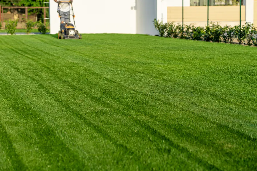 The Impact Of Grass Height On Lawn Health And Aesthetics in Conroe, TX The Impact Of Grass Height On Lawn Health And Aesthetics in Conroe, TX