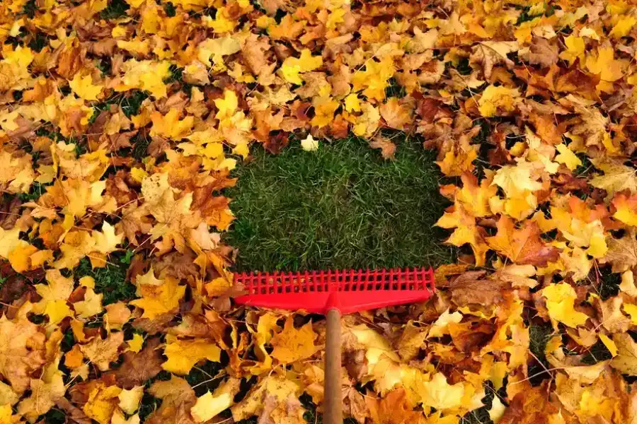 Why Leaf Removal Is Vital For Pest Prevention Conroe, TX Why Leaf Removal Is Vital For Pest Prevention Conroe, TX