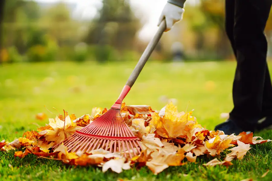 Why Leaf Removal Is Vital For Pest Prevention in Conroe, TX Why Leaf Removal Is Vital For Pest Prevention in Conroe, TX